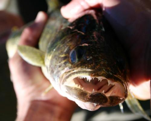 walleye.thumb.jpg.f5b00dea0843ae059fd7dea350ac900f.jpg