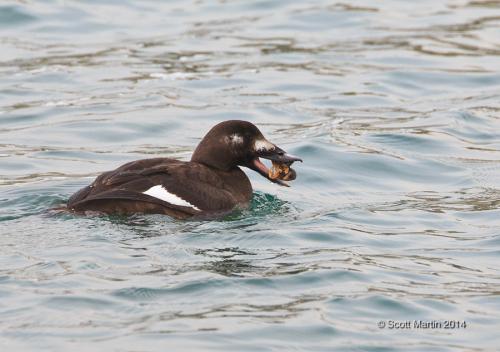 white-winged-scoter22_web.jpg