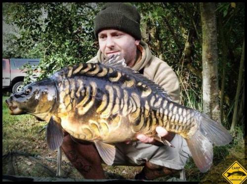 0dd8a037d0282a81bd7539150a1c9812--carp-fishing-freshwater-fish.jpg