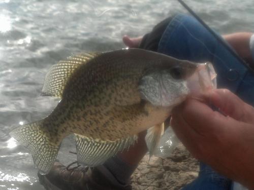 1021crappie.jpg
