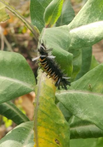 Milkweed Tiger_Tussock Moth (1) - 15Sep17.jpg