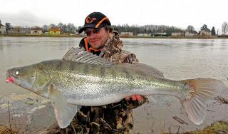 zander biggest fish in the world ever caught record big huge fishes massive records largest fishing giant images pictures luccioperca italia sandre perca gigante grosso walleye france.jpg