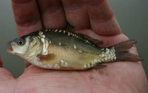 baby-mirror-carp.jpg