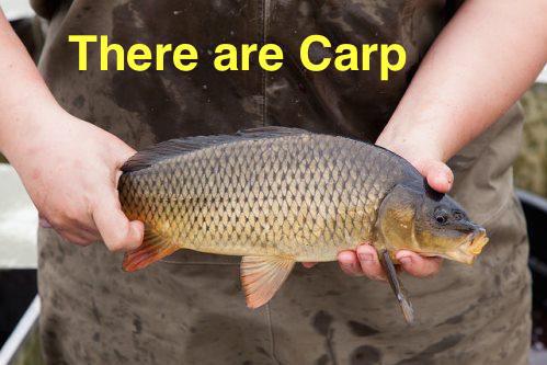 common_carp_4.jpg