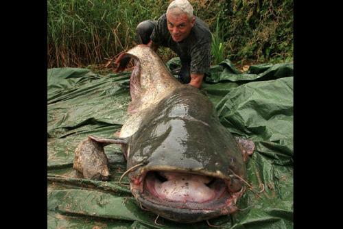 killer-fish-wels-catfish-pictures1.jpg