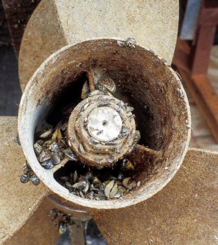 zebra mussels in boat prop.jpg