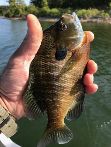 stock bluegill.JPG