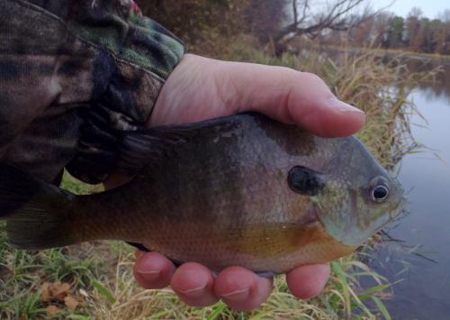 Bluegill (2) - Mcredie Farm - 27Nov17.JPG