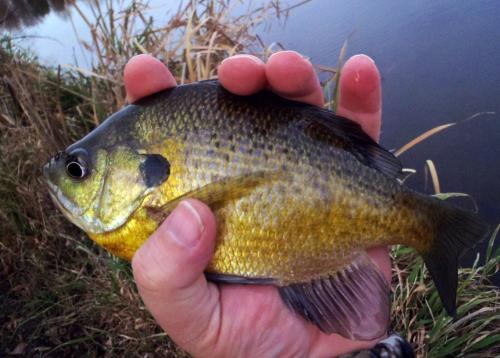 Bluegill (1) - Mcredie Farm - 27Nov17.JPG