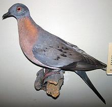 Ectopistes_migratorius_(passenger_pigeon).jpg