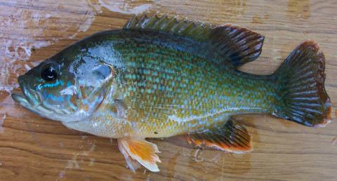 Green.sunfish.jpg