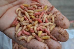 Maggots1-300x200.jpg