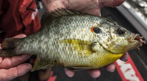 big-red-ear-sunfish-on-live-bait.jpg