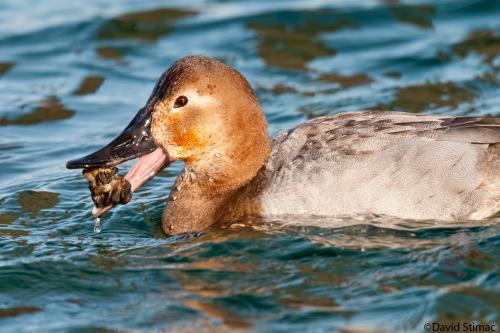 canvasback_zebra_mussles.jpg