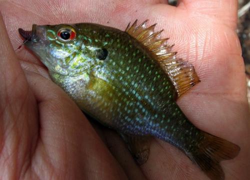 dollar-sunfish-atenkley.jpg