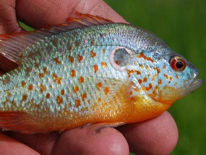 orange_spotted_sunfish.jpg