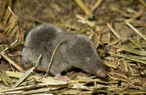 short_tailed_shrew2.jpg