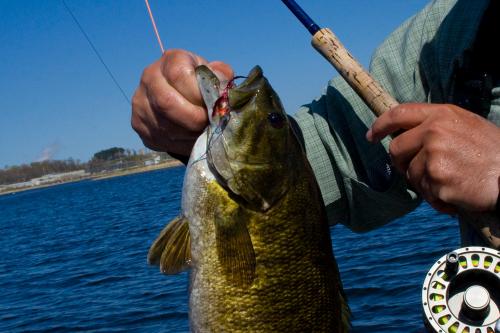 smallmouth.jpg