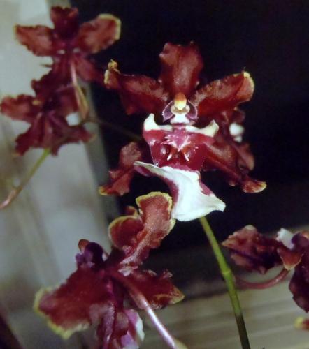 Chocolate scented Oncidium (2) - Nov 2017.JPG