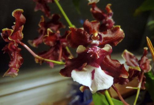 Chocolate scented Oncidium (1) - Nov 2017.JPG