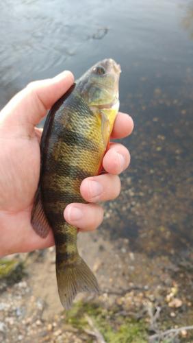 Yellow Perch (2) - Tuckahoe Creek - 12Apr17.jpg