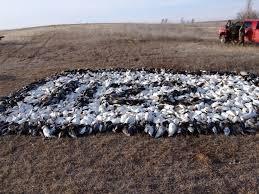 Saving the Tundra one stinking goose at a time..jpeg