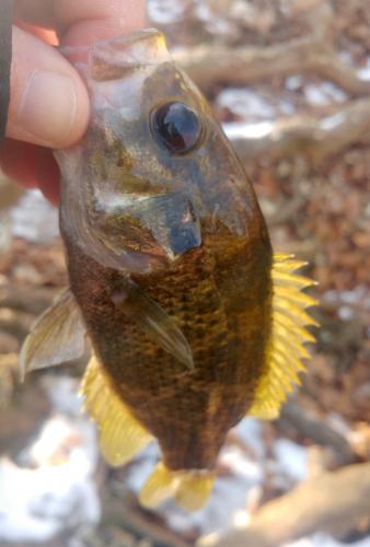 Rock Bass - BSP - 30Dec17.jpg