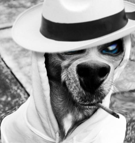 Mafia Dawg.1.jpg