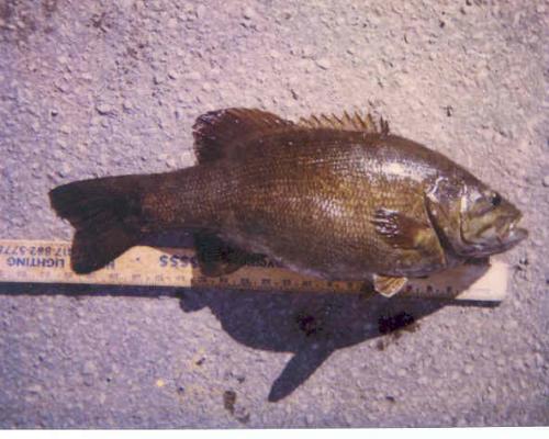 Smallmouth Bass 1994 12_Page.jpg