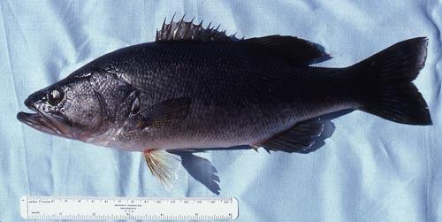 Micropterus-salmoides-03.JPG