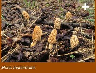 Morels.JPG