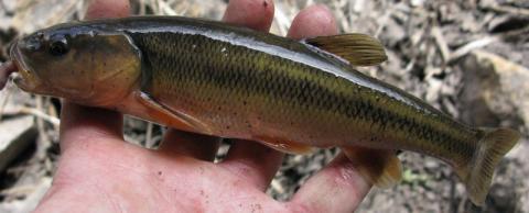 creek_chub_description.JPG