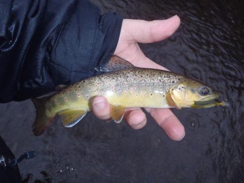 Brown Trout - Gunpowder river - above Falls rd - 10Feb18.JPG