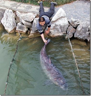 giant massive big huge record fish freshwater igfa china mysterious 200 lb greater lake river Mylopharyngodon piceus black monster carp japan asia .jpg