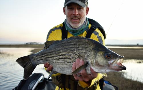 drew with hybrid on the fly.1.jpg