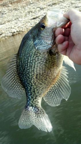 32218crappie.jpg