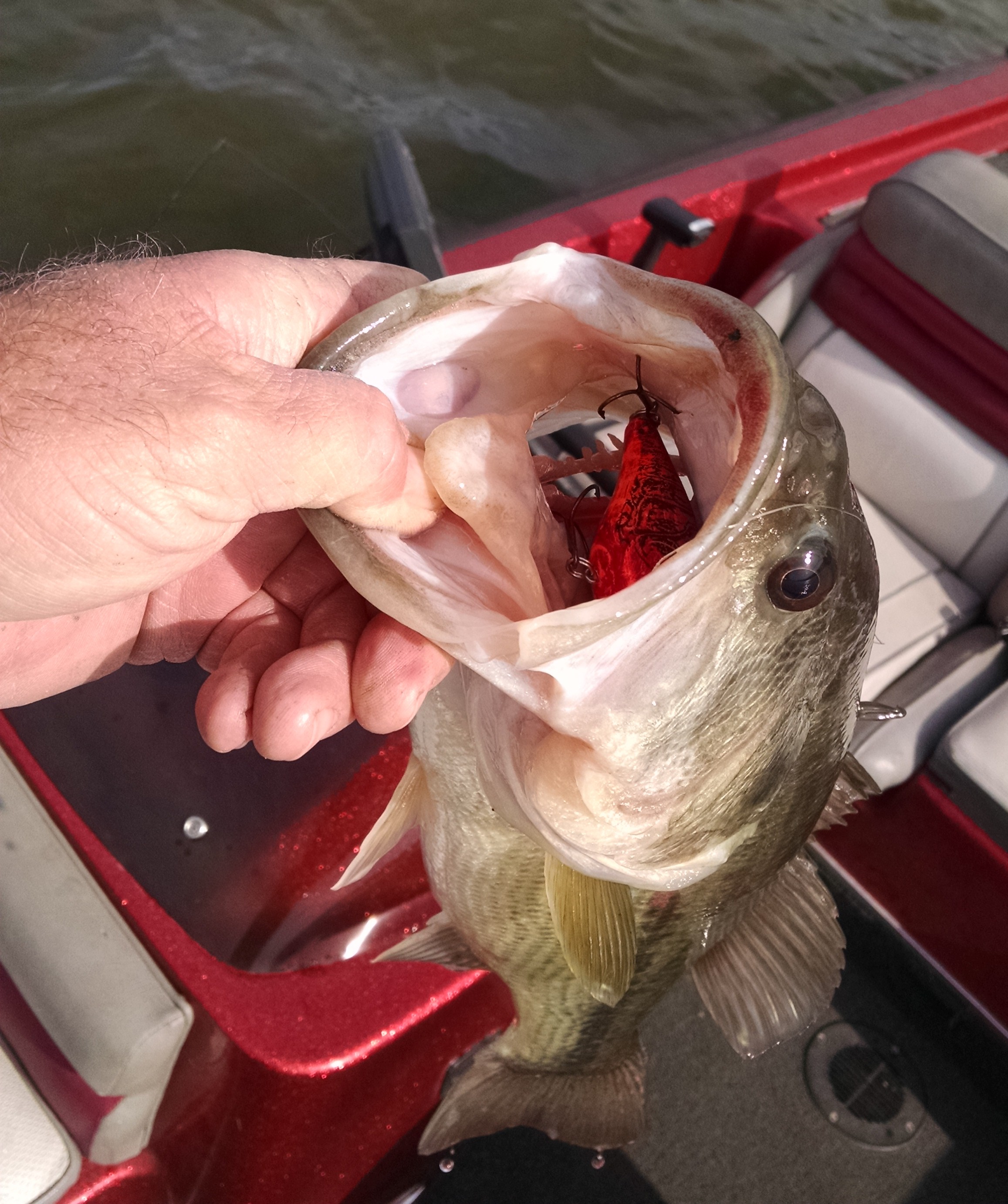 Rare Wiggle Wart Color - Help - Table Rock Lake - OzarkAnglers.Com Forum