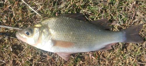 White perch - First Tuckahoe 2018.jpg