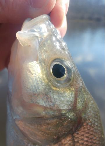 White perch face Tuckahoe 24Mar18.jpg