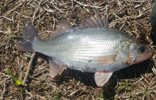 White perch fat female - Tuckahoe 24Mar18.jpg