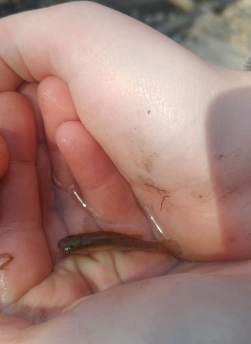 Mosquitofish by hand 25Mar18.jpg