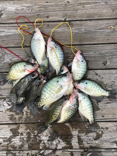 April crappie2.jpg