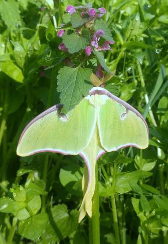 Tenn Luna moth 04Apr18.jpg