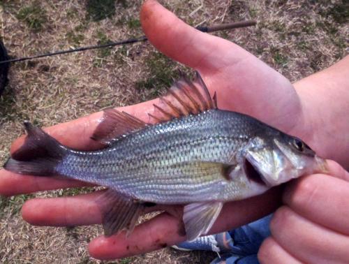 Livie White perch - Little Blackwater River - 01Apr18.JPG