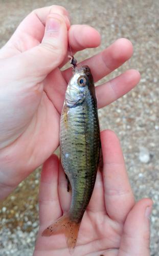 Livie - Striped Shiner - Spring Creek - 12Apr18.jpg