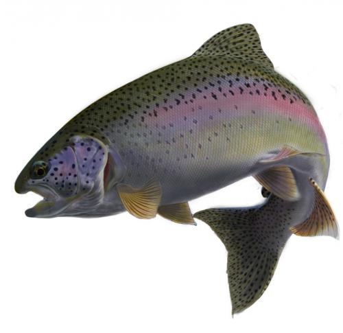 trout1.JPG