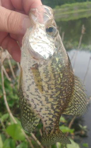 Black Crappie - Tuckahoe 10May18.jpg