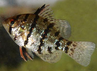 Blackbanded%20sunfish%20John%20F.%20Bunnell%20Horicon%20Lake%20September%2030,%202005[1].jpg