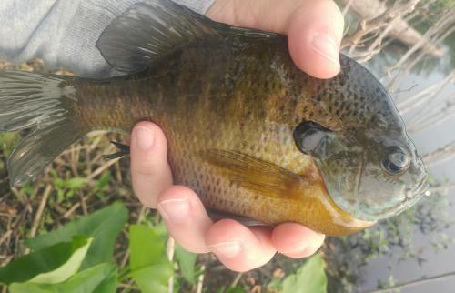 Bluegill (1) - Tuckahoe 10May18.jpg