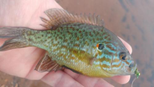 Pumpkinseed - Tuckahoe 10May18.jpg